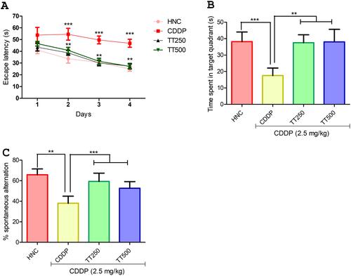 Figure 3 Effect of TT on neurobehavioral parameters in CDDP induced neurotoxicity in rats. (A and B) Morris water maze test (C) Y maze test. Results are expressed as mean ±SD (n=6) and analyzed using one-way ANOVA followed by Tukey's post hoc test. *p<0.001 indicates significant difference compared to HNC group; **p<0.001 indicates significant difference compared to CDDP group.