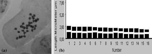 Figure 4. T. kotschyanum: (a), somatic metaphase (2n = 32); (b), ideogram.