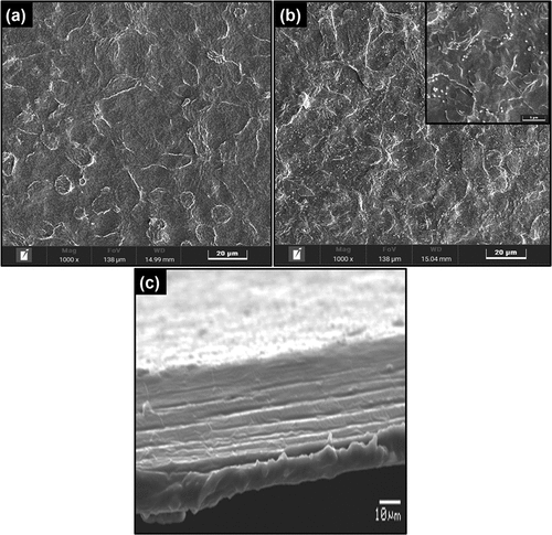 Figure 5. SEM images of (a) pure GG+SA (b) GG+SA@CUR and (c) SEM cross-section image of GG+SA@CUR thin films.