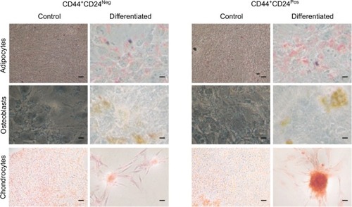 Figure 7 CD44+CD24Neg and CD44+CD24Pos cells differ slightly in their multilineage differentiation capacity.Notes: The differentiation to mesenchymal cell lineages was induced by using specific stimulation media, as described in methods and evaluated after 9 days of induction. Adipocytes (oil red-O), osteoblasts (ALP activity), and chondrocytes (Safranin O) differentiation was determined with specific staining. Representative images are shown. Scale bar, 10 µm.Abbreviations: ALP, alkaline phosphatase; Neg, negative; Pos, positive.