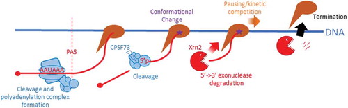 Figure 1. Model for the principle mechanism of Pol II termination in humans. Pol II (brown) transcribes the PAS (AAUAAA in RNA) which is bound by polyadenylation factors (blue shapes) with the RNA cleaved by CPSF73. This process likely induces a change in the elongation complex (star) rendering Pol II more susceptible to termination, which occurs through degradation of the Pol II associated product of PAS cleavage by Xrn2 (red). Xrn2-dependent termination may be augmented by Pol II pausing or arrest downstream of the PAS.