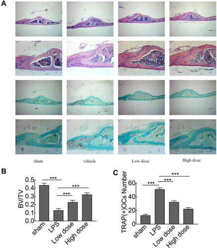 Figure 5 Histological and histomorphometric analyses of the effect of sarsasapogenin on LPS-induced bone loss in vivo. (A) Representative images of calvaria stained with H&E and TRAP from the sham group (PBS; control), LPS (5 mg LPS/kg body weight), low-dose sarsasapogenin (5 mg LPS/kg and 5 mg sarsasapogenin/kg), and high-dose sarsasapogenin group (5 mg LPS/kg and 10 mg sarsasapogenin/kg) (n = 6) (scale bar = 200μm). (B and C) Quantification of BV/TV and TRAP (+) cell number (n = 6). Data represent the mean ± SD; ***p < 0.001 versus respective controls.