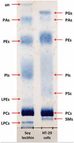 Figure 4. 1D HPTLC chromatogram of soy lecithin (left) and HT-29 cell (right) phospholipids separated on silica gel plate using a mobile phase composed of chloroform/methanol/acetic acid/acetone/water (35:25:4:14:2 v/v/v/v/v) and visualized with molybdenum reagent. The soy lecithin was dissolved in chloroform at a concentration of 5 mg/mL. The lipid fraction extracted from HT-29 cells using Bligh and Dyer method was dissolved in chloroform/methanol mixture (2:1 v/v) at a concentration of 20 mg/mL. The samples were applied onto TLC plate in a volume of 40 μL as 8-mm bands. LPCs: lysophosphatidylcholines; SMs: sphingomyelins; PCs: phosphatidylcholines; LPEs: lysophosphatidylethanolamines; PSs: phosphatidylserines; PIs: phosphatidylinositols; PEs: phosphatidylethanolamines; PAs: glycerophosphates; PGs: phosphatidylglycerols; un: unknown.