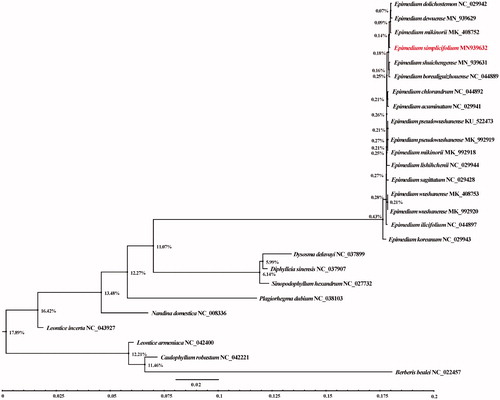 Figure 1. Phylogenetic tree produced by maximum likelihood (ML) analysis based on chloroplast genome sequences from 26 species of Berberidaceae. Shown next to the nodes are bootstrap support values based on 1000 replicates.