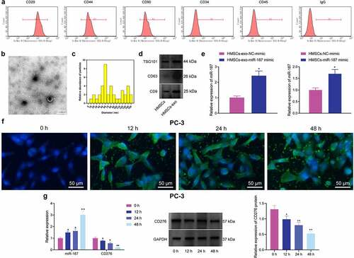 Figure 5. hBMSC-exos transfer miR-187 into prostate cancer cells. A, Expression of hBMSC surface markers CD29, CD44, CD90, CD34 and CD45 detected by flow cytometry. B, Ultrastructure of hBMSC-exos observed under a TEM (scale bar = 200 nm). C, Particle size of hBMSC-exos analyzed by Zetasizer Nano ZS. D, The expression of exosome-specific surface markers (TSG101, CD63 and CD9) in hBMSC-exos detected using Western blot analysis. E, miR-187 expression in hBMSCs and purified hBMSC-exos treated with miR-187 mimic detected by RT-qPCR. F, The uptake of hBMSC-exos by prostate cancer cells at 0, 12, 24 and 48 h observed by a fluorescence microscope (200×, PKH67: green fluorescent, DAPI: blue fluorescence). G, The expression of miR-187 and CD276 in PC-3 cells co-cultured with hBMSCs-exo-miR-187-mimic at 0, 12, 24 and 48 h detected by RT-qPCR and Western blot analysis. Measurement data were expressed as mean ± standard deviation. Comparisons between two groups were analyzed using independent sample t-test. Comparison among multiple groups was analyzed using one-way ANOVA with Tukey’s post hoc test. * p < .05 vs. PC-3 cells treated with hBMSCs-exo-NC-mimic or at 0 h. The experiments were repeated three times.