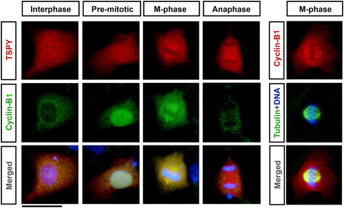 Figure 2.  Co-localization of TSPY and cyclin B1 in COS7 cells. COS7 cells were transiently transfected with a human TSPY expression vector (pCS2-hTSPY) and were analyzed by immunofluorescence using a mouse monoclonal antibody against human TSPY (red in left panels) and a rabbit polyclonal antibody against human cyclin B1 (green in left panels; red in right panels) [Kido and Lau Citation2005; Li and Lau Citation2008]. On the right panel, a mouse monoclonal antibody against α-tubulin was used to detect the microtubule in the mitotic spindle (green). Binding of the primary antibodies were visualized with respective fluorescence dye labelled secondary antibodies. DNA was visualized by DAPI staining (blue). Note that, at M-phase, both transfected TSPY and endogenous cyclin B1 were localized on mitotic spindle. Scale bar = 20 μm. Color figure shown in electronic copy.