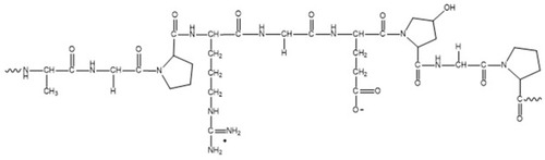 Figure 3 Structure of collagen.