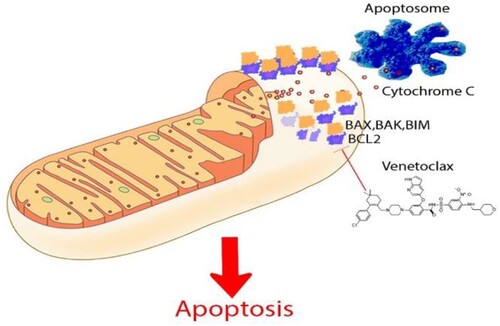 Figure 1. The mechanism of action of venetoclax in MM. In the mitochondria, apoptosis pathway is regulated by the interaction between anti-apoptotic proteins (multiple exist but only BCL2 is indicated in the figure for simplicity) and pro-apoptotic proteins (BAX, BAK, BIM). In some malignant cells, BCL2 protein becomes upregulated, blocking apoptosis. Venetoclax works by inhibiting BCL2 thereby shifting the balance towards the pro-apoptotic effect and ultimately inducing apoptosis. Pro-apoptotic proteins induce apoptosis by releasing the protein complex cytochrome C – a non-specific protease – from the mitochondria. BCL2: B-cell lymphoma 2.