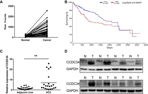 Figure 1 The overexpression of CCDC34 in HCC tissues.Notes: (A) The expression of CCDC34 in the HCC tissues and adjacent normal tissues from TCGA database (n=50). (B) The overall survival rate of patients with high or low CCDC34 expression in TCGA database (P=0.004). (C) The qRT-PCR assays for the CCDC34’s mRNA expression in the HCC tissues and adjacent normal tissues (n=21). **P<0.01. (D) Representative Western blot assays for the CCDC34 protein expression in the HCC tissues (T) and adjacent normal tissues (N).Abbreviations: HCC, hepatocellular carcinoma; TCGA, the Cancer Genome Atlas; qRT-PCR, quantitative real-time polymerase chain reaction.