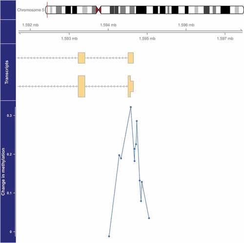 Figure 1. Genome-wide significant differentially methylated region associated with PM2.5 located at chromosome 5 (location: 1,594,282–1,594,863). The top portion of this plot is a karyogram of chromosome 5, with a red vertical bar indicating the location of interest. Below that is a graphic showing the exact chromosomal location in Mb, followed by a pictogram of the SDHAP3 gene (hg19). Tan boxes represent exons (vertically narrow portions are untranslated regions), and grey lines with arrows represent introns, as well as the direction of transcription (arrows pointing to the left indicate that this gene is transcribed from right to left, implying it is on the minus strand). The bottom section presents evidence for differential methylation of a DMR (blue line), based on a cluster of 12 CpGs (blue dots). The vertical axis for this section reflects the PM2.5 coefficient from the linear model. Plots were generated by using the function makeMethPlot from the package methylation.