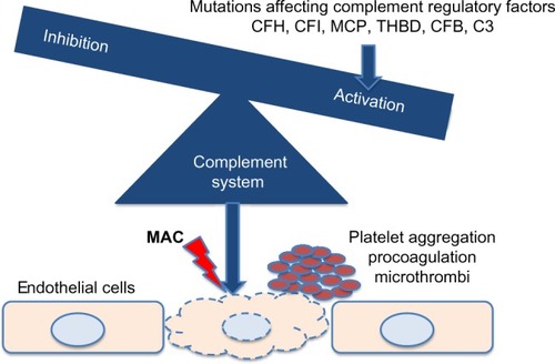 Figure 1 Genetic variations affecting complement factors or complement regulatory proteins cause complement activation, leading to thrombotic microangiopathy and hemolytic-uremic syndrome.