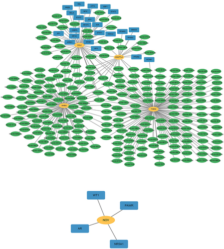 Figure 9 TF-mRNA-miRNA coregulatory network. The blue square nodes represent TFs. Yellow round nodes represent hub genes. Green oval nodes represent miRNAs.