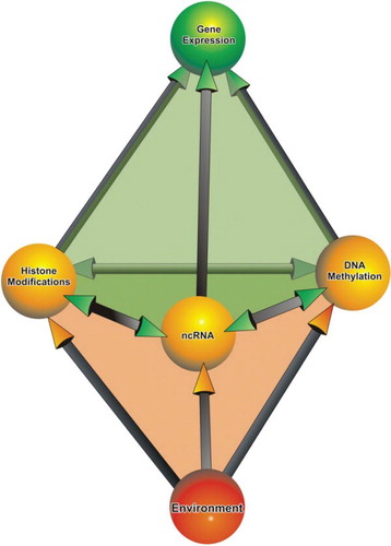 Figure 4. Major components of epigenetic regulation in eukaryotes. The interaction between the constituents of the epigenome and the environment controls gene expression in eukaryotic cells.