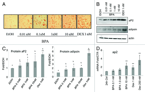 Figure 1. Bisphenol A (BPA) treatment of 3T3-L1 cells induces adipocyte differentiation markers and lipid accumulation. (A) Oil red O lipid staining of 3T3-L1 cells at day 8 treated with the indicated concentrations of BPA. (B) Western blot analyses of aP2 and adipsin at day 8. (C) Fold over MI ethanol control of the western blots normalized to β-actin levels and quantified with BioRad ImageLab software (n = 3). (D) aP2 mRNA levels over control normalized to β-actin mRNA after 24 h treatment (n = 5). Error bars indicate SD (*P < 0.05, **P < 0.01).