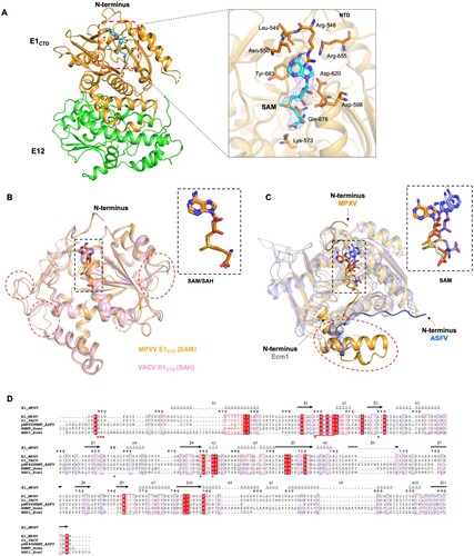 Figure 4. Comparison of the SAM binding pocket in MPXV mRNA capping MTase and other homologs. (A) The overall structure of the E1CTD-E12 (H122D)-SAM ternary complex in cartoon presentation. The zoomed-in area shows the detailed contact analysis between SAM (cyan sticks) and MPXV E1CTD (orange cartoon). The substrate SAM is shown in a stick model with an electron density map (2Fo-Fc, level = 1.0). (B) Structure comparison of MPXV mRNA capping MT E1CTD (orange, PDB: 8ZE4) with VACV D1CTD (pink, PDB: 2VDW). The adenosine nucleoside of SAM in E1 and SAH in D1 adopts a syn-conformation, respectively. (C) Structure comparison of RNA capping MTase members from MPXV (orange, PDB: 8ZE4), African Swine Fever Virus (ASFV, blue, PDB: 7D8U), and Encephalitozoon cuniculi (Ecm1, gray, PDB: 1RI3). The adenosine nucleoside of SAM in E1 (orange) of MPXV adopts a syn-conformation, whereas those in ASFV (blue) and Ecm1 (gray) adopt an anti-conformation. (D) Multiple sequence alignment of MPXV E1 with VACV D1 (PDB: 2VDW), pNP868RMT of ASFV (PDB: 7D8U), RMNT of Homo sapiens (PDB: 3BGV), and ABD1 of Ecm1 (PDB: 1RI3). Identical and similar residues among groups are shown in white font on a red background and in red font on a white background, respectively.