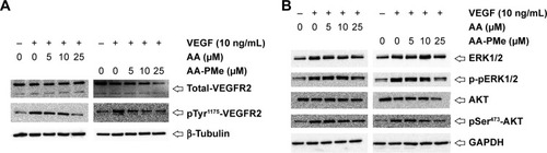 Figure 9 AA-PMe inhibits VEGF-induced phosphorylation of VEGFR2 and downstream kinases in HUVECs. Expression of (A) total and phospho-VEGFR2 and (B) total and phospho-ERK and AKT in response to the indicated doses of AA-PMe and AA.
