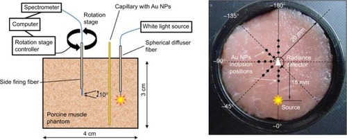 Figure 1 A schematic of the experimental setup for diffuse radiance spectroscopy.Notes: Left panel: side view of a schematic of the experimental set-up for diffuse radiance spectroscopy. Right panel: top view of the porcine phantom with representative positions marked for the light source, the detector and the inclusion of Au NPs (gold nanoparticles).