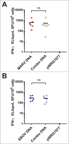 Figure 4. IFN-γ producing cellular responses elicted by filovirus DNA vaccines in macaques. Cryopreserved peripheral blood mononuclear cells collected on day 56 were revived and stimulated with (A) MARV- or (B) EBOV-derived peptides spanning their respective GP proteins for 48 hrs. Peptide-specific memory T cell responses were assayed by IFN-γ ELISpot. Black horizontal bars indicate the means for each group. There was no significant difference (ns) between single and combination vaccine groups in either study unpaired 2 tailed t-test (MARV study, P = 0.8263, EBOV study, P = 0.8171)