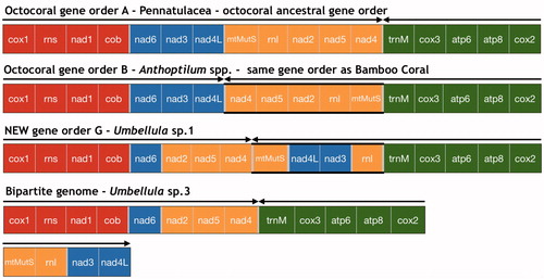 Figure 1 Pennatulacea mitochondrial genome arrangements (linearized). Gene order A (octocoral ancestral gene order): 14 pennatulacean species of our study (Table 1). Gene order B: Anthoptilum spp. New gene order (G): Umbellula sp. 1. Bipartite mitochondrial genome: Umbellula sp. 3. Different colors correspond to the four octocoral conserved gene blocks (block 1, red: cox1–rns–nad1–cob; block 2, blue: nad6–nad3–nad4l; block 3, yellow: mtMutS–rnl–nad2–nad5–nad4; block 4, green: trnM–cox3–atp6–atp8–cox2). Arrows indicate the direction of replication. Highlighted lines mark gene block transcript direction that differ from the ancestral gene order (A).