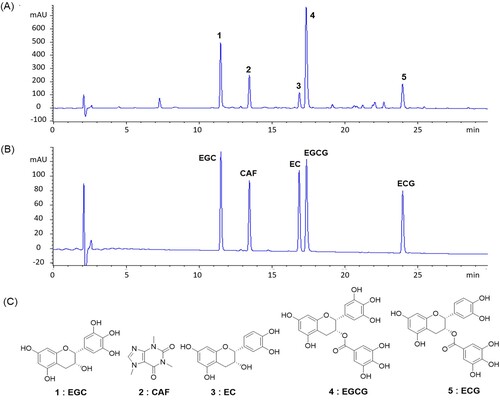 Figure 1. HPLC chromatograms of CSE (A) and five reference standard mixtures (B). Chemical structures of the five standards (C). Peak identification: 1, EGC [(-)-epigallocatechin]; 2, CAF (caffeine); 3, EC [(-)-epicatechin]; 4, EGCG [(-)-epigallocatechin gallate]; and 5, ECG [(-)-epicatechin gallate]. Detection was performed at 240 nm.