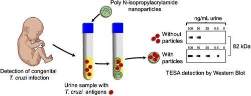 Figure 3 Chunap assay for the early diagnosis of congenital Chagas disease. Chunap (Chagas urine nanoparticle assay) is to perform an early and non-invasive diagnosis for congenital Chagas disease, by concentrating, preserving and detecting antigens secreted/excreted by trypomastigote forms (TESA) from urine by Western Blot.