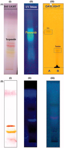 Figure 3. (A) HPTLC chromatogram of methanolic fraction of leaves of R. mucronata (i) p-anisaldehyde sulfuric acid; (ii) plates sprayed with 20% aluminum chloride; (iii) plates sprayed with 10% ferric chloride. (B) HPTLC chromatogram of column fraction F13. Plates sprayed with (a) p-anisaldehyde sulfuric acid; (b) 20% aluminium chloride; (c) 25% antimony trichloride in chloroform.