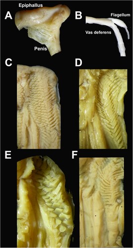 Figure 4. General features of the genitalia of Figuladra species. A, Close-up of muscular tissue at the epiphallus-penis junction, F. lessoni QMMO86813, Mt Larcom, SEQ; B, Epiphallic flagellum, F. narelleae QMMO86831, Bouldercombe Gorge, SEQ; C, Rectangular pustules forming a central pilaster, F. lessoni, QMMO60270, Boyne Id, SEQ; D, Crenellated pustules forming a central pilaster, F. appendiculata, Mt Dick, QMMO4173. E, Tongue-like pilasters, F. narelleae, QMMO64057, Hourigan, SEQ; F, Large spade-like pilasters at lower end of apical region, F. barneyae, QMMO70436, Connors Ra, MEQ.