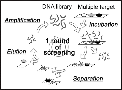 Figure 1 Sequence of operations in the competitive selection method. The protein-blotted membrane was incubated with the DNA library. After the removal of the unbound DNAs, the portion of the membrane on which the target was immobilized was cut out. The target-bound DNAs were eluted and then amplified by PCR to obtain a new library. This cycle was repeated.