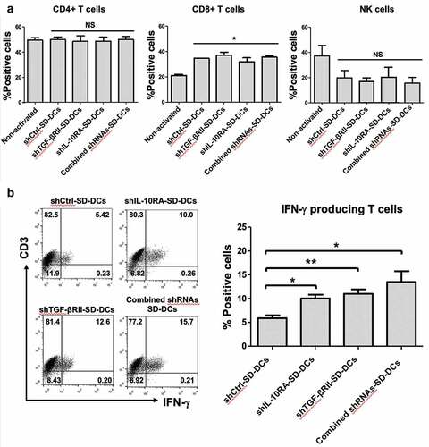 Figure 3. Activation of effector cells by pulsed SD-DCs transduced with shRNAs. Autologous effector cells were co-cultured with pulsed shCtrl-SD-DCs, shTGF-βRII-SD-DCs, shIL-10RA-SD-DCs, and combined shRNAs-SD-DCs for 5 days. (a) Activated effector cells, including CD4 + T-cells, CD8 + T-cells, and NK cells, were stained for cell surface markers and analyzed by flow cytometry. (b) After activation for 7 days, the percentages of IFN-γ-producing T-cells (CD3+ IFN-γ+ cells) were determined by intracellular cytokine staining and then analyzed by flow cytometry. Results represent the mean ± SEM (bars) of three independent experiments. (*p < .05, **p < .01, as analyzed by Student’s t-test)