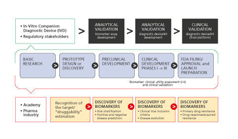 Figure 2. Conceptual framework for biomarker-drug codevelopment strategies. Biomarkers should go through all the phases of drug development and should be validated and qualified with regulatory guidance. Here, a “regulatory” setting for a  single test that would be used together with a single drug in the clinical management of a patient is shown. The figure  emphasizes key events for both the diagnostic test and drug regulation with coordination of the regulatory processes  governing them, with the purpose of launching the products in parallel. Blue arrows, Drug development; orange rectangles, biomarker discovery, validation, and qualification.