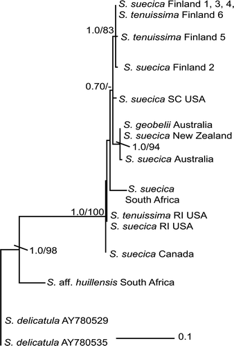 Fig. 2. Maximum likelihood (ML) tree (–ln likelihood = 985.86775) based on cox2–3 spacer DNA sequences, showing the relationships among specimens of Sirodotia suecica. The specimens of S. delicatula, S. huillensis and S. aff. huillensis comprise the outgroup. Support values at nodes are ML bootstrap/Bayesian posterior probabilities, with values <70% or 0.70 not shown. Specimen information in Table 1.
