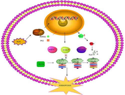 Figure 3 The Nrf2 mechanism involved in ferroptosis. Under the normal state, Nrf2 is steadily located in the cytoplasm with the help of Keap1 binding. Upon stimulation from oxidative stress, it disengages from Keap1 and translocates to the nucleus, where it combines with AREs such as ferritin and HO-1. Although proper levels of HO-1 can exert a protective effect against ROS invasion, excessive HO-1 promotes ferrous iron accumulation, increasing susceptibility to ferroptosis. Nrf2 also increases the expression of NQO1 and FTH1 to alleviate ferroptosis. Additionally, it upregulates the expression of SLC7A11, thus suppressing ferroptosis through the reversal of lipid peroxidation. PDSS2 suppresses ferroptosis by activating Nrf2, while P62 downregulates Nrf2.