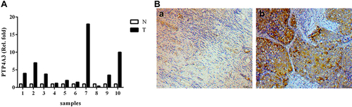 Figure 8 Assessment of PTP4A3 expression in clinical HCC specimens. (A) The levels of PTP4A3 in liver tissues of doxorubicin-treated patients were determined using qRT‒PCR. PTP4A3 expression was almost higher in tumor tissues (T) than in normal control tissues (N). (B) PTP4A3 expression was also higher in tumor tissues (B, b) of HCC patients than in normal control tissues (B, a) by immunohistochemistry.