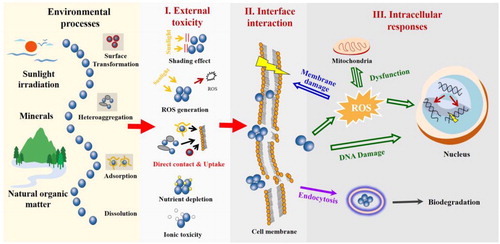 Figure 6. Schematic illustration of the mechanisms for NMs-induced toxicity and related processes as regulated by environmental factors. The four stages include environmental processes, external toxicity, interface interaction, and intracellular responses.