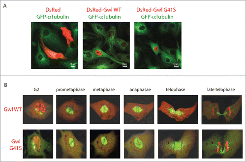 Figure 4. Dynamic localization of Gwl during mitotic progression. (A) Xenopus S3 cells constitutively expressing GFP-α-tubulin were transfected with plasmids encoding DsRed, DsRed-Gwl WT or G41S mutant, and analyzed by confocal microscopy. GFP (green) and DsRed (red) were visualized by direct fluorescence. Bar: 10 μm. (B) As in panel A, GFP-α-tubulin and DsRed-Gwl (WT or G41S) signals were shown in cells progressing through mitosis. Live cell imaging was provided in Movies S1 and S2.