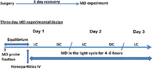 Figure 2.  Microdialysis experimental design.