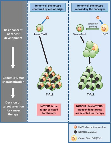 Figure 1. Rationale for choosing therapeutic targets for T-ALL treatment.Acquired NOTCH1 activating mutations are frequently present in T-ALL, so it seems to be an ideal therapeutic target to treat the sickness. But the recent deeply understanding of the generation and evolution of the disease is moving the focus for selecting therapeutic targets. We have recently shown that Lmo2 is able to primed hematopoietic stem/progenitor cells (HS/PCs) for T-cell malignancy and is not necessary anymore once the tumor-T cell identity is established. Secondary mutations like NOTCH1 are late events in leukemia evolution. In this sense, targeting NOTCH1 may not have the desirable therapeutic complete respond and we would need to add Notch1-independent targets for therapy. T-ALL: T-cell acute lymphoblastic leukemia.