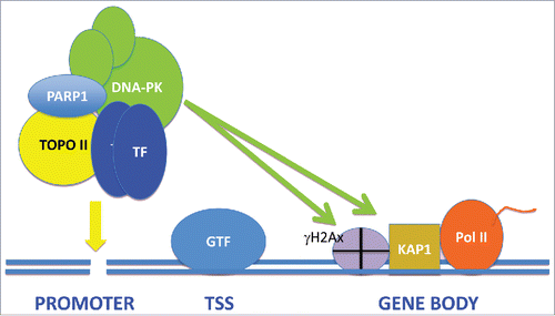 Figure 1. The Role of DNA Double Strand Break and the NHEJ Signaling Pathway in Transcription of Inducible Genes. We depict recruitment to gene promoters, by a transcription factor dimer, of a complex containing NHEJ proteins including DNA-PK, as well as Topoisomerase IIβ and PARP1. Following generation of a DSB in the promoter by Topoisomerase IIβ, DNA repair pathways are triggered, resulting in the activation of DNA-PK that phosphorylates substrates such as H2AX and Kap1/TRIM28 throughout the transcribing gene, permitting RNA elongation by Pol II.