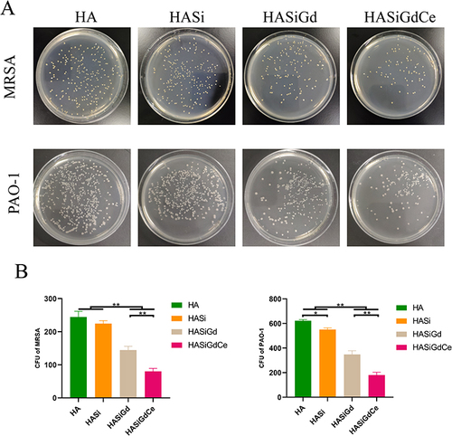 Figure 4 Results of antibacterial testing. (A) Images of cultivated MRSA and PAO-1 colonies on LB agar plate. (B) statistics of MRSA and PAO-1 colony-counting on different samples at 24 h. *P < 0.05, **P < 0.01.