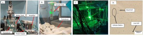 Figure 1. Images of the in vitro histotripsy system. (A) Depicts the entire system with essential pieces of equipment labeled. (B) Depicts the custom sample tube submerged in degassed 37 °C water in preparation for histotripsy. (C) Depicts the laser aligned to identify and monitor the cavitation bubble cloud within the sample tube. (D) A representative image of trypan blue-stained treated canine OS cells immediately post-treatment. Cell debris, trypan blue-stained dead cells, and live whole cells are labeled.