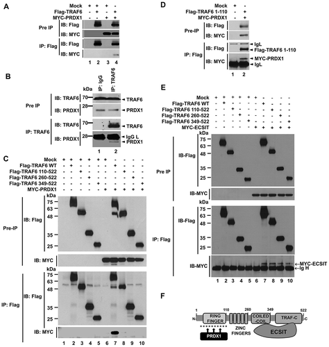 Figure 3. PRDX1 interacts with TRAF6. (A) HEK293T cells were transfected with mock, Flag-TRAF6, or MYC-PRDX1 as indicated. At 38 h post transfection, transfected cells were extracted and cell lysates were subjected to immunoprecipitation with anti-Flag antibody followed by immunoblotting (IB) using anti-Flag or anti-MYC antibody. (B) THP-1 cells were treated with LPS (200 ng/ml) for 60 min. Immunoprecipitation assay was performed using lysates with IgG antibody and anti-TRAF6 antibody. IB assay was then performed using anti-TRAF6 and anti-PRDX1 antibodies. (C) HEK293T cells were transfected with mock, Flag-TRAF6 wild type (WT), Flag-TRAF6 truncated mutants, or MYC-PRDX1 as indicated. At 38 h post transfection, transfected cells were extracted and cell lysates were subjected to immunoprecipitation with anti-Flag antibody followed by IB using anti-Flag or anti-MYC antibody. (D) HEK293T cells were transfected with mock, Flag-TRAF6 [1–110], or MYC-PRDX1 as indicated. At 38 h post transfection, transfected cells were extracted and cell lysates were subjected to immunoprecipitation with anti-Flag antibody followed by IB using anti-Flag or anti-MYC antibody. (E) HEK293T cells were transfected with Mock, Flag-TRAF6 wild type (WT), Flag-TRAF6 truncated mutants or MYC-ECSIT as indicated. At 38 h post transfection, transfected cells were extracted and cell lysates were subjected to immunoprecipitation with anti-Flag antibody followed by IB using anti-Flag or anti-MYC antibody, and detected with anti-mouse Ig HRP TrueBlot antibody. (F) Model of how PRDX1 and ECSIT interact with TRAF6. See text for details.