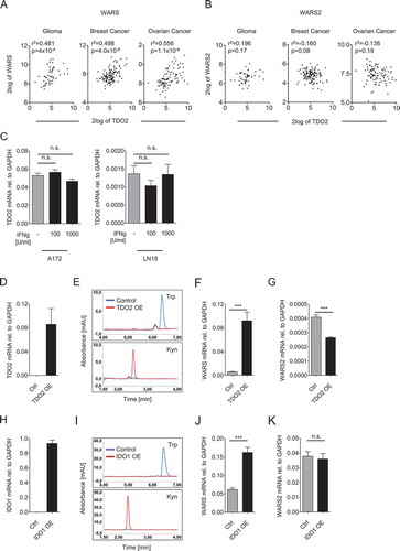 Figure 2. TDO2 and IDO1 activity upregulate WARS expression.(A) Correlation between TDO2 and WARS expression in human glioma, breast cancer, and ovarian cancer. (B) TDO2 and WARS2 expression in glioma, breast cancer, and ovarian cancer do not correlate with each other (n = 50 for glioma, n = 124 for breast cancer, n = 90 for ovarian cancer, Spearman’s rank correlation). (C) Treatment of A172 and LN18 glioblastoma cells with 100 U/ml or 1000 U/ml IFNγ did not alter TDO2 mRNA expression measured by qRT-PCR. (D) TDO2 mRNA expression in LN229 glioblastoma cells after overexpression of TDO2. (E) HPLC chromatograms showing Trp (top) and Kyn (bottom) measured in the supernatants of control-transduced (blue) and TDO2-overexpressing (red) LN229 glioblastoma cells. (F) WARS mRNA expression measured by qRT-PCR in control-transduced and TDO2-overexpressing LN229 cells. (G) WARS2 mRNA expression measured by qRT-PCR in control-transduced and TDO2-overexpressing LN229 cells. (H) IDO1 mRNA expression in HEK 293 cells after overexpression of IDO1. (I) HPLC chromatograms showing Trp (top) and Kyn (bottom) measured in the supernatants of control-transfected (blue) and IDO1-overexpressing (red) HEK 293 cells. (J) WARS mRNA expression measured by qRT-PCR in control-transfected and IDO1-overexpressing HEK 293 cells. (K) WARS2 mRNA expression measured by qRT-PCR in control-transfected and IDO1-overexpressing HEK 293 cells. All data are expressed as mean ± s.e.m. Statistical significance is assumed at P < 0.05 (*P < 0.05, **P < 0.01, ***P <0.001).