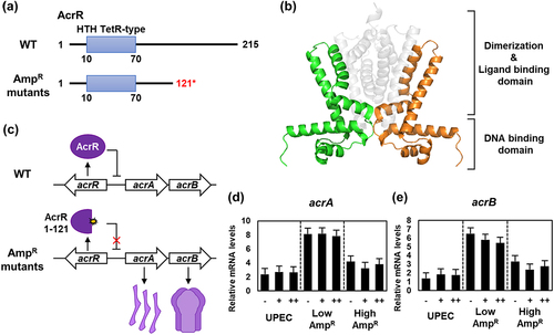 Figure 3. The transcription of the acrA and acrB genes is up-regulated due to the mutation of AcrR in the ampicillin-resistant UPEC strains.