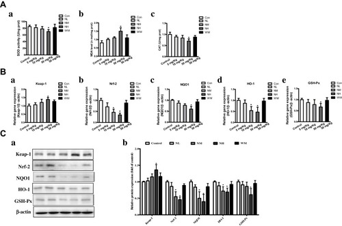 Figure 5 La2O3 NPs and MPs induced Nrf-2/ARE signaling changes in mice testes. (A) Effects of La2O3 NPs and MPs on MDA level, SOD and CAT activities. (a) SOD level. (b) MDA activity. (c) CAT activity. (B) La2O3 NPs and MPs infleuenced on Nrf-2/ARE signaling relative genes in mouse testes. Effects on mRNA expression levels of Keap-1, Nrf-2, NQO1, HO-1 and GSH-Px in mice testes. (Ca-Cb) The protein levels of Nrf-2/ARE signaling relative genes by western blotting.
