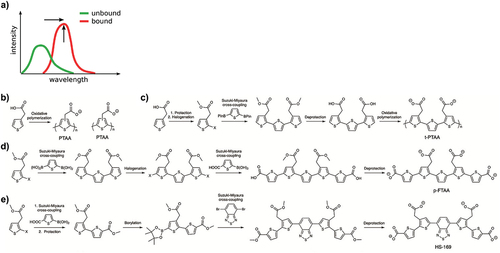 Figure 1. (a) Schematic representation of changes in fluorescence intensity and red-shift of the spectrum depending on the backbone conformation. Reprinted from Löffler et al. 2019 and Butina et al. 2022 [Citation60,Citation63], (open access CC by 4.0). (b-e) general synthetic routes of luminescent conjugated polythiophenes (LCPs) represented by (b) PTAA, and (c) t-PTAA. (d) general synthetic route for achieving chemically defined luminescent conjugated oligothiophenes (LCOs) represented by the anionic pentameric LCO p-FTAA. (e) general synthetic route for achieving chemically defined donor-acceptor-donor (D–A –D) based LCOs represented by HS-169. Panels reprinted from Björk et al. 2023 [Citation61], (open access CC BY-NC 4.0).