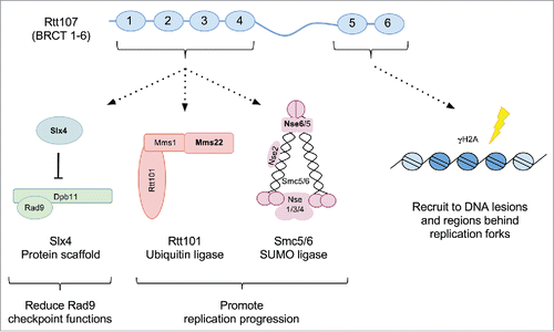 Figure 1. The Rtt107 interactome. The six BRCT domains of Rtt107 are depicted as blue ovals. The proteins associated with the N- and C-terminal regions of Rtt107 are indicated. The Smc5/6 complex is drawn based on Duan et al., 2009. The Slx4 scaffold protein associates with Dpb11, while Mms22 associates with Mms1 and Rtt101 as part of a SCF type of ubiquitin E3 complex.