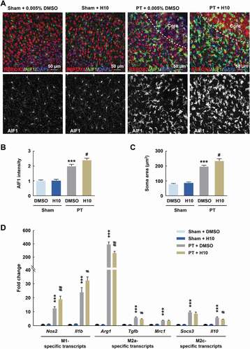 Figure 6. Inhibition of PARP14 after PT aggravates microglial activation in the peri-infarct area. (A-C) Representative images (A) and quantitative analyses (B and C) of immunostaining for AIF1 in the peri-infarct cortex of mice at day 3 after PT under 1 μmol/L H10 treatment. n = 6 animals/group. ***P < 0.001 versus the Sham + DMSO group, and #P < 0.05 versus the PT + DMSO group, using two-way ANOVA followed by the Holm-Sidak test. Scale bar: 50 μm. (D) M1-specific transcripts, M2a-specific transcripts, and M2c-specific transcripts in the peri-infarct cortex at day 3 after PT under 1 μmol/L H10 treatment. n = 8 animals for the Sham + DMSO and Sham + H10 groups, and n = 11 animals for the PT + DMSO and PT + H10 groups. ***P < 0.001 versus the Sham + DMSO group, and #P < 0.05 and ##P < 0.01 versus the PT + DMSO group, using two-way ANOVA followed by the Holm-Sidak test