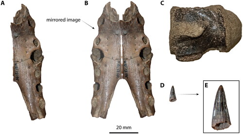 Figure 22. ‘Runcorn taxon’. A, QMF73195 (formerly UQF73195), anterior dentary piece in dorsal view. B, QMF73195, reconstructed anterior mandibular portion in dorsal view. C, QMF12363 (formerly UQF12363), cervical centrum in left lateral view. Isolated crocodylian tooth associated with QMF73195 in lingual view; D, scaled to the dentary fragment and centrum; E, scaled for visualization.