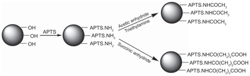 Scheme 1 Schematic representation of reactions to modify nanohydroxyapatite through aminopropyltriethoxysilane (APTS)-mediated functionalization.