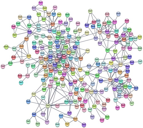 Figure 6. Protein–protein interaction network reconstructed from phosphoproteins that are highly related to factor 1.